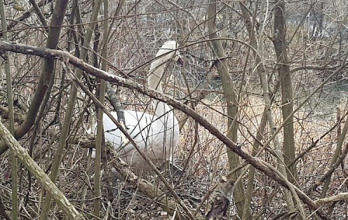 Einsatz: Tierrettung