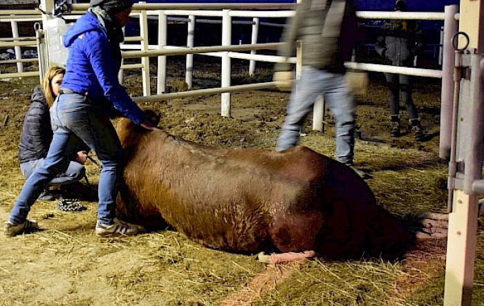 Einsatz: Tierrettung