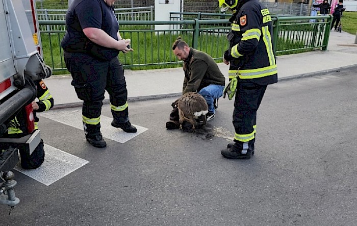 Tierrettung bei der Weber Kreuzung
